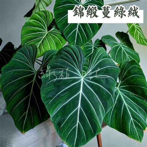 扁柄錦緞|【植男日記】扁柄錦緞蔓綠絨 成長縮時 一個月｜植蕨 